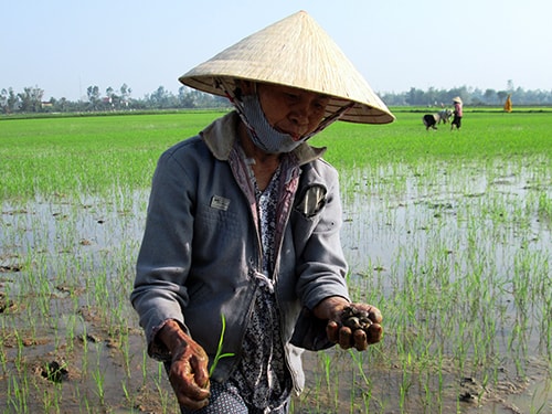 (QNO) – Thời gian gần đây, do ảnh hưởng bởi thời tiết rét lạnh kéo dài kèm theo mưa phùn nên hiện nay nhiều diện tích lúa đông xuân ở huyện Duy Xuyên đã bị ốc bươu vàng và các loại sâu bệnh nguy hiểm gây hại mạnh. Trước tình hình trên, ngành nông nghiệp địa phương này đang tập trung hướng dẫn bà con nông dân cách phòng chống nhằm hạn chế đến mức thấp nhất những thiệt hại...