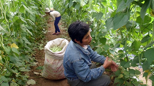 Anh Tấn Hà đang thu hoạch đậu tây để kịp bán cho thương lái. Ảnh: Bình Phương