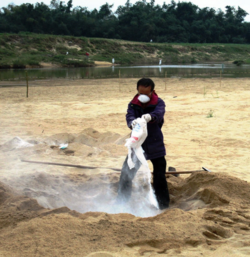 Rắc vôi bột trên hố tiêu hủy những đàn vịt bị nhiễm dịch ở xã Duy Châu vào trưa 27.1.