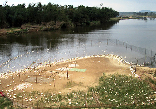 Nhiều bầy vịt đang thả nuôi tập trung trên nhánh sông Thu Bồn nên nguy cơ mầm bệnh lây lan là rất cao.
