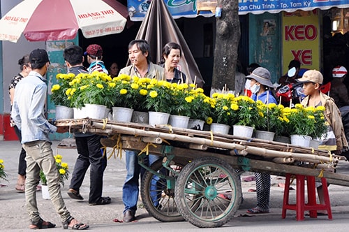 Bán hoa vạn thọ di động trên đường phố.