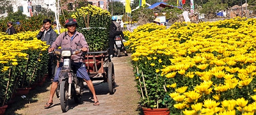 Ngày tết là dịp cho những người hành nghề chở hàng, hoa cảnh kiếm thêm thu nhập.