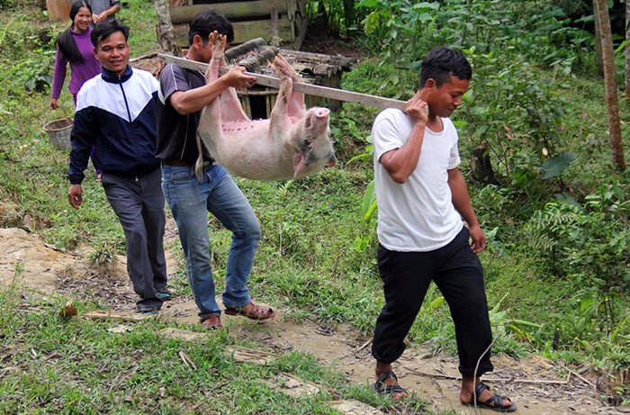 Bắt heo chuẩn bị ăn Tết.