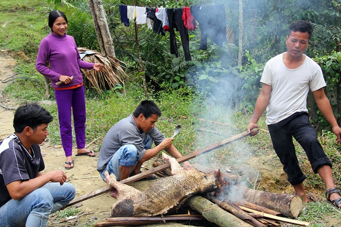 Một gia đình người Cơ Tu thui heo trong ngày cuối năm.