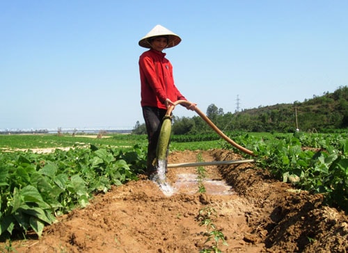 Tưới nước cho những đồng ớt non.