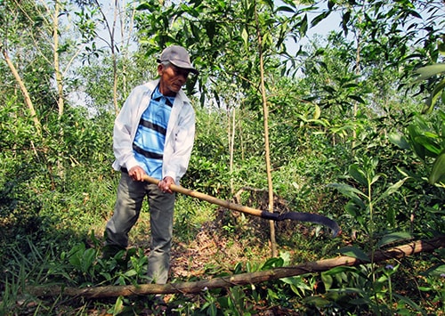 Ông Lê Nho Hạo chăm sóc rừng keo lai.  Ảnh: THÀNH SỰ