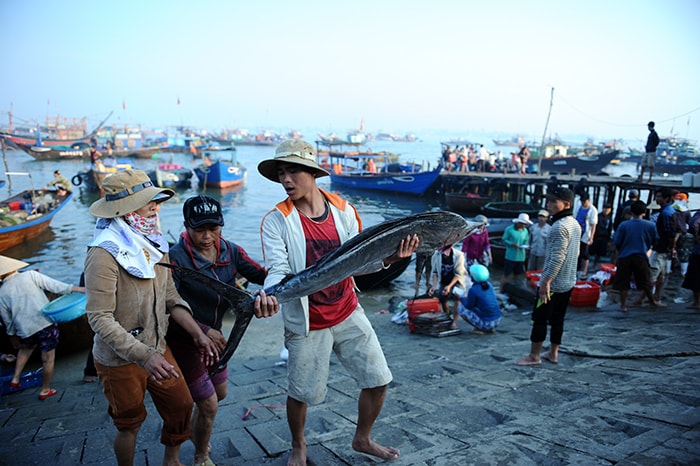  Nhiều tàu trúng đậm cá cờ.