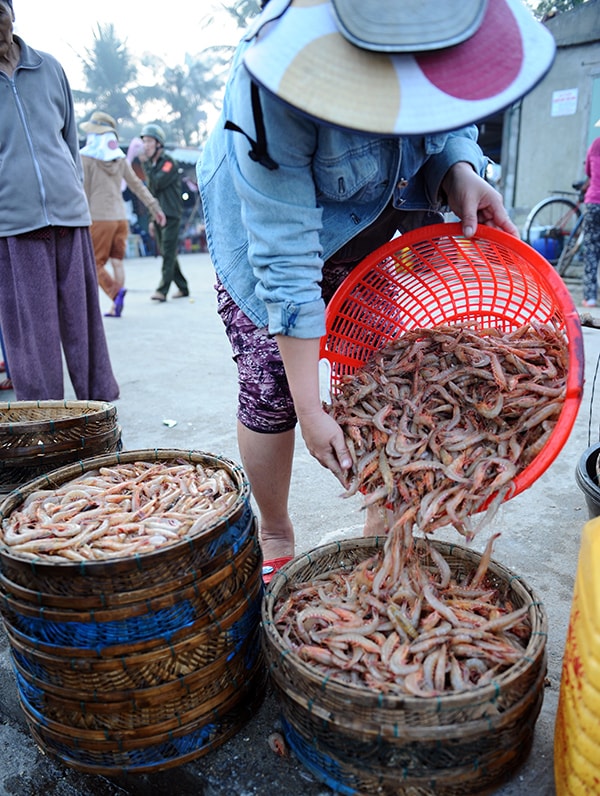 Tôm mực là loại có giá cao nhất