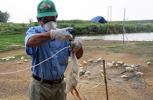 Cần khẩn trương tiêm phòng vắc xin cúm A/H5N1 cho đàn gia cầm để tăng sức đề kháng.
