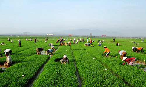 Đông đảo nông dân trên những cánh đồng sản xuất lúa giống ở xã Quế Xuân 1.