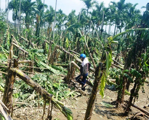 Lũ lụt năm 2013 gây thiệt hại nặng cây trái, hoa màu cho người dân vùng hạ du của huyện Đại Lộc. Ảnh: T.H