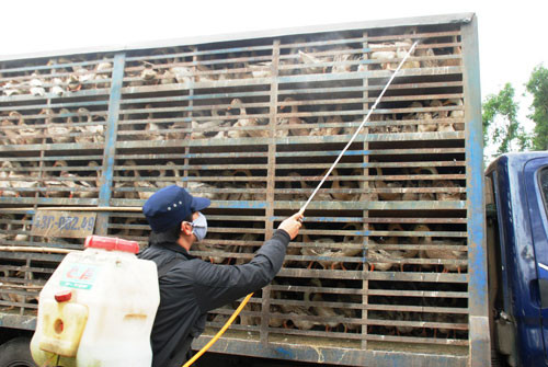 Phun hóa chất tiêu độc cho xe chở gia cầm đi vào địa phận Quảng Nam tại Trạm Kiểm dịch động vật Dốc Sỏi vào sáng 13.2.Ảnh: ĐOÀN Đạo