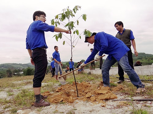 Trồng cây sao đen trong khuôn viên khu sinh hoạt truyền thống.