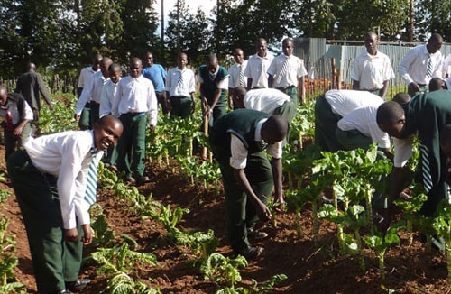 Thanh niên Tanzania trải nghiệm sản xuất hoa màu.