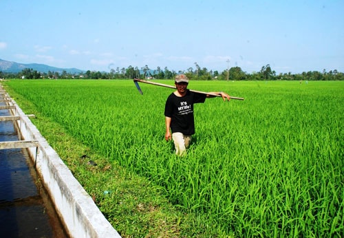 Vụ này, các cánh đồng trên địa bàn Núi Thành đều đảm bảo nước tưới. Ảnh: M.N