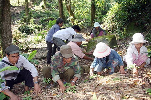 Người dân Trà Linh trồng sâm dưới tán rừng.