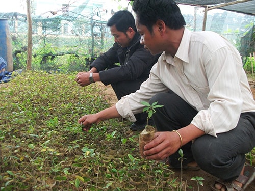 Vườn ươm cây sâm ba kích của Trạm Khuyến nông - khuyến lâm huyện Tây Giang. Ảnh: V.HÀO