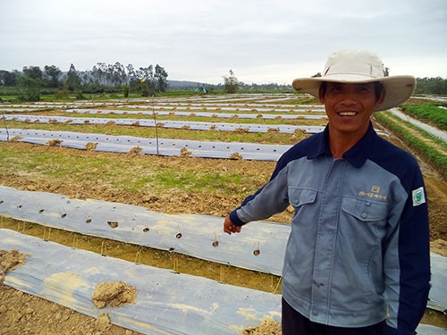 Ruộng dưa hấu xuân - hè ở huyện Phú Ninh.