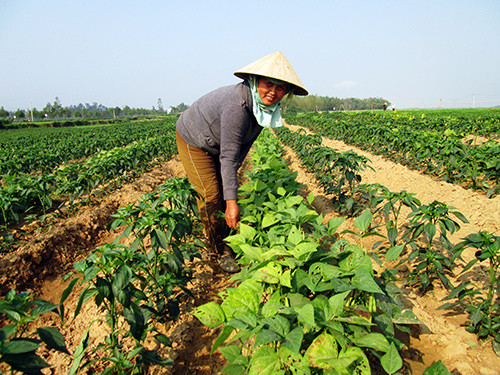 Nhiều mô hình trồng ớt xen đậu cô ve ở xã Duy Châu đang phát triển rất tốt, hứa hẹn sẽ cho một mùa bội thu.