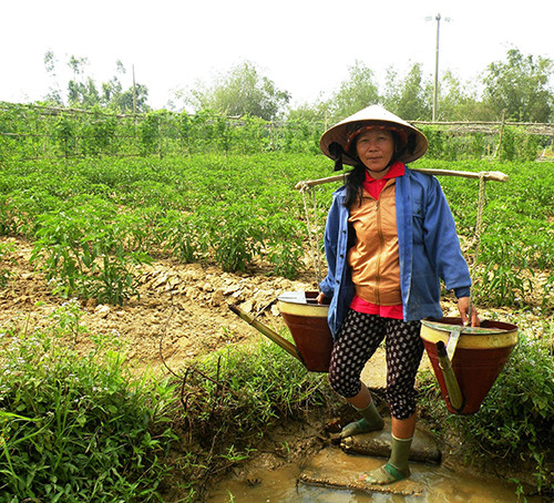 Do mặn thường xuyên xâm nhập vào trạm bơm điện Tứ Câu nên nông dân xã Điện Ngọc (Điện Bàn) đang gặp khó khăn trong chuyện tưới tiêu.