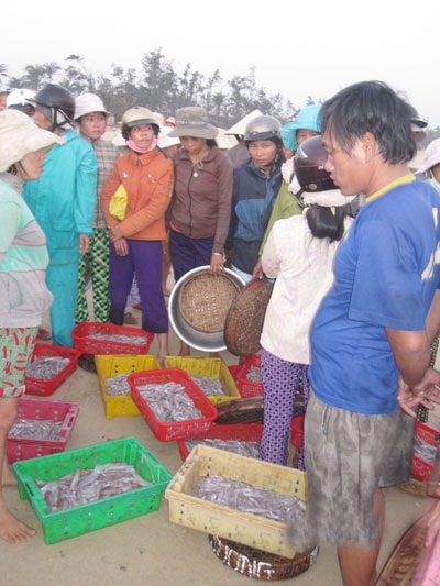 Đưa mực vào bờ tiêu thụ.                      Ảnh: H.Quang   