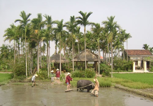 Loại hình du lịch làm lúa nước của Công ty Khoa Trần ra đời đã giúp nhiều hộ dân có thêm thu nhập từ nuôi trâu.  Ảnh: VĨNH LỘC