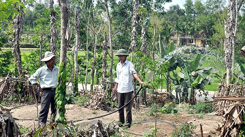 Phát triển vườn tiêu tại vùng đất Tài Đa, xã Tiên Phong. Ảnh: DUY HIỂN