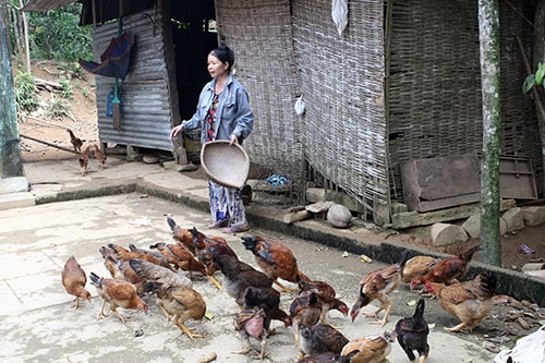 Để giải pháp hỗ trợ sinh kế thoát nghèo có hiệu quả, cần giúp người nghèo xây dựng mô hình sản xuất lâu dài, ổn định. Ảnh: D.L