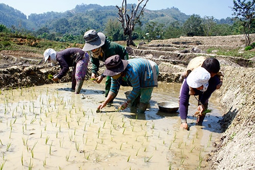 Người dân thôn Arooi cấy lúa cho vụ mùa mới.Ảnh: N.DƯƠNG