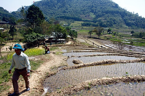 Ruộng bậc thang của Arooi.