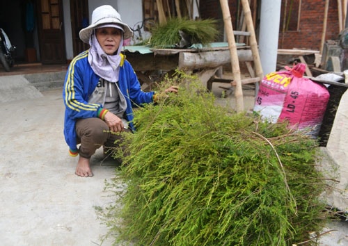 Thêm thu nhập nhờ lá chổi sể