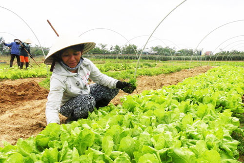 Khu vực chuyên canh rau quả an toàn của Công ty CP Sản xuất & thương mại Việt Thiên Ngân tại thôn Thanh Chiêm 2, xã Điện Phương.Ảnh: Văn Sự