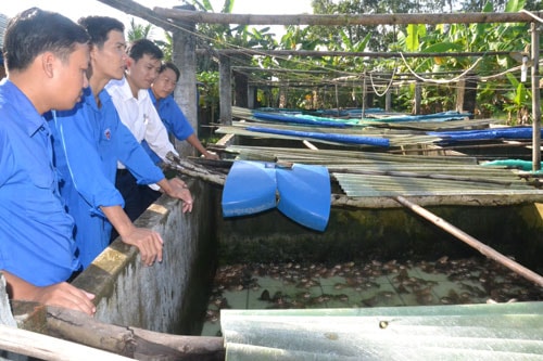 Thăm trang trại nuôi ếch của anh Lê Văn Thành (Điện Bàn).