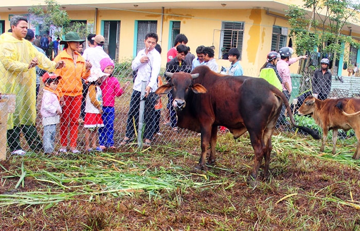 Có cả không gian mua bán bò giống tại phiên chợ.