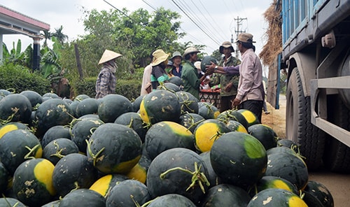 Dưa hấu chờ bán cho thương lái.