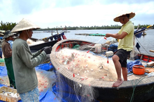 Ngư dân thu hoạch cá trích trong vụ cá bắc.