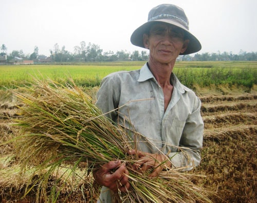 Ông Phan Văn Thành ở thôn Phước Thành (Quế Thuận, Quế Sơn) không vui vì năng suất lúa giảm 80kg khô/sào.