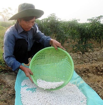 Vụ này, ông Huỳnh Đông (thôn Thi Lai, xã Duy Trinh, huyện Duy Xuyên) lãi 12 triệu đồng từ 6 sào đậu cô ve.Ảnh: Thành Sự