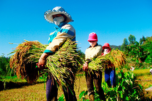 Phát triển các mô hình sản xuất đem lại kỳ vọng giúp dân xóa đói giảm nghèo. Ảnh: PHƯƠNG GIANG