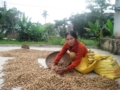 Bà Lê Thị Năm ở thôn Vân Quật (Duy Thành, Duy Xuyên) có sản lượng đậu giảm 65% so với vụ trước.                                                            Ảnh: M.Nhi