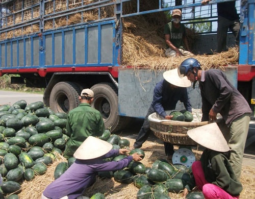 Giá dưa 7.500 đồng/kg tại xã Tam Phước sáng 10.4. Ảnh: V.H