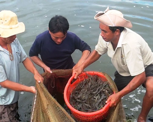 Thu hoạch tôm nguyên liệu tại Quảng Nam. Ảnh: N.Q.V