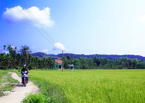 Cánh đồng mẫu lớn đem lại năng suất cao tại thôn Dương Phú, xã Trà Dương. Ảnh: PH.GIANG