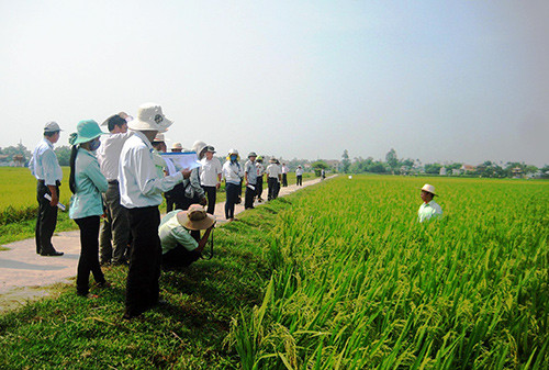 Tham quan các ruộng lúa sản xuất khảo nghiệm tại huyện Duy Xuyên sáng 18.4