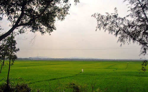 Bình yên cánh đồng Ngọc Mỹ. Ảnh: PHƯƠNG THẢO