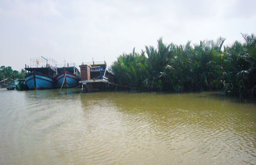 Rừng dừa nước Cẩm Thanh được phục hồi và bảo vệ nghiêm ngặt để chắn sóng chắn gió và đối phó với mực nước biển dâng.