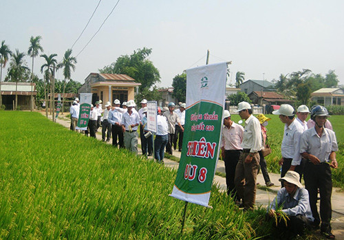 Tham quan mô hình sản xuất giống lúa Thiên ưu 8 tại xã Đại Quang (Đại Lộc) vào chiều nay 22.4 