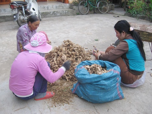 Gừng được giá nên việc mua bán khá thuận lợi. Ảnh: P.H