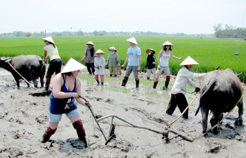 Tour “Cưỡi trâu cày ruộng” của Eco Tour thu hút du khách.Ảnh: QUỐC HẢI