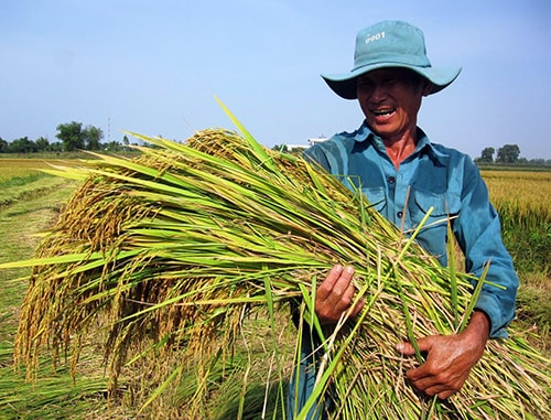 Nông dân phấn khởi vì lúa đông xuân được mùa